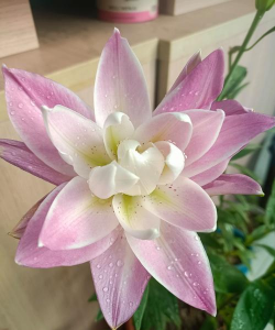 小众送妈妈的花有哪些花