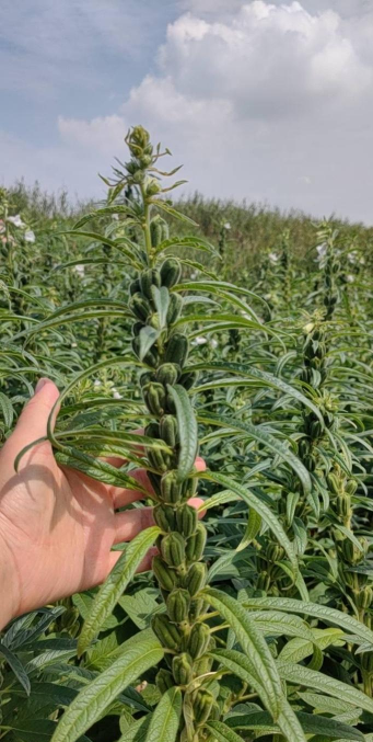 小众送妈妈的花有哪些花