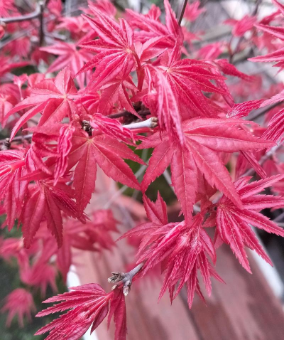 小众送妈妈的花有哪些花