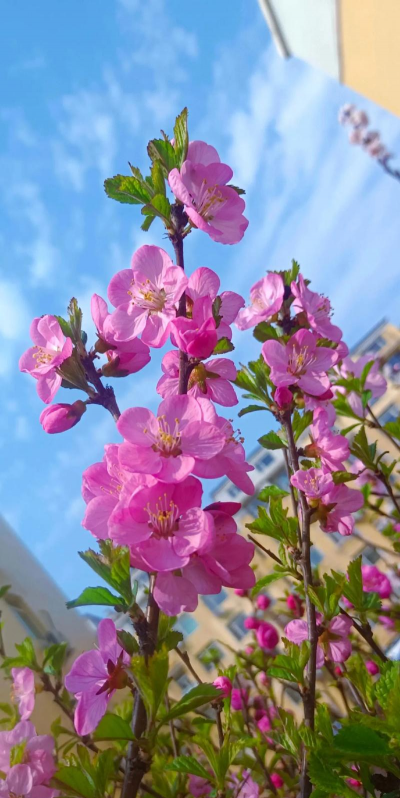 小众送妈妈的花有哪些花