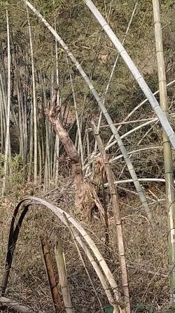 小众送妈妈的花有哪些花