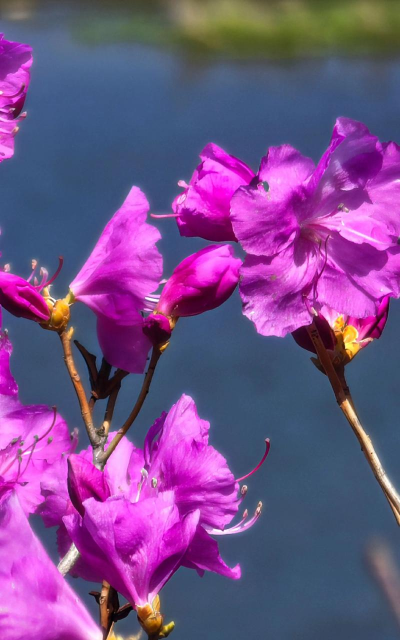 金达莱花中国叫什么花