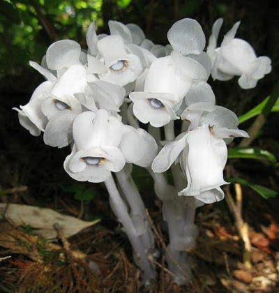 小众送妈妈的花有哪些花