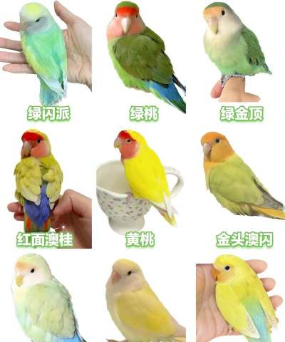 小众送妈妈的花有哪些花