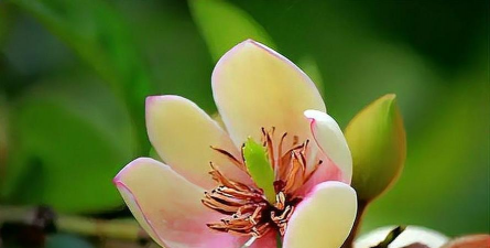 小众送妈妈的花有哪些花