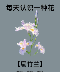 小众送妈妈的花有哪些花
