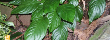 小众送妈妈的花有哪些花