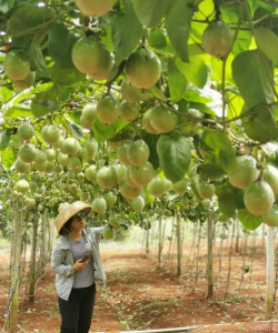 小众送妈妈的花有哪些花