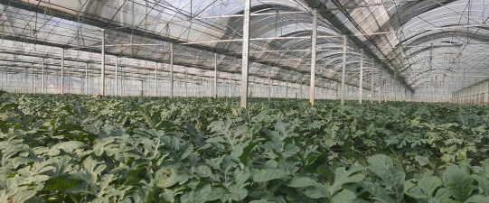 小众送妈妈的花有哪些花