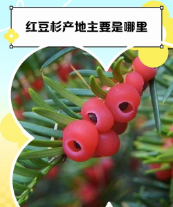红豆杉产地