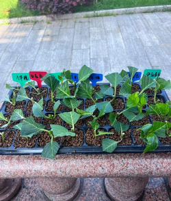 小众送妈妈的花有哪些花