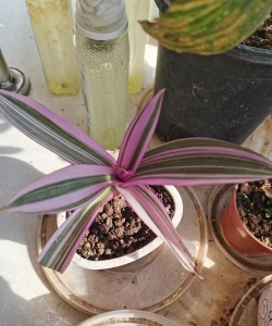 小众送妈妈的花有哪些花