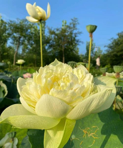 小众送妈妈的花有哪些花