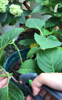 小众送妈妈的花有哪些花