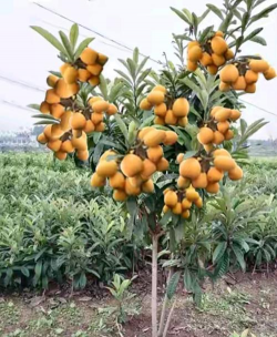 小众送妈妈的花有哪些花