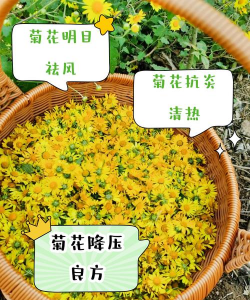 大菊花与小菊花功效