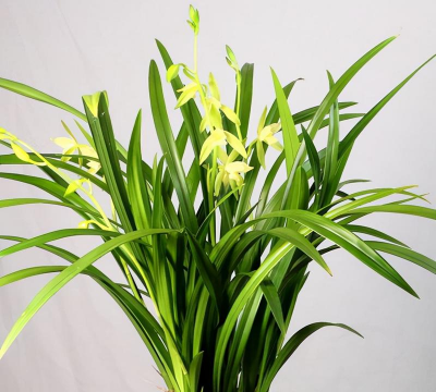 小众送妈妈的花有哪些花