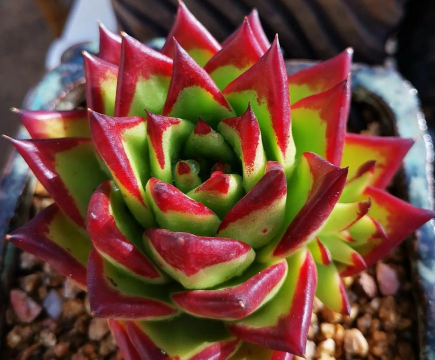 小众送妈妈的花有哪些花