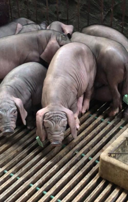 太湖小母猪多少钱一头
