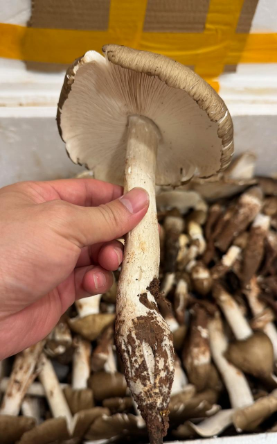 斗鸡菇怎么样人工种植