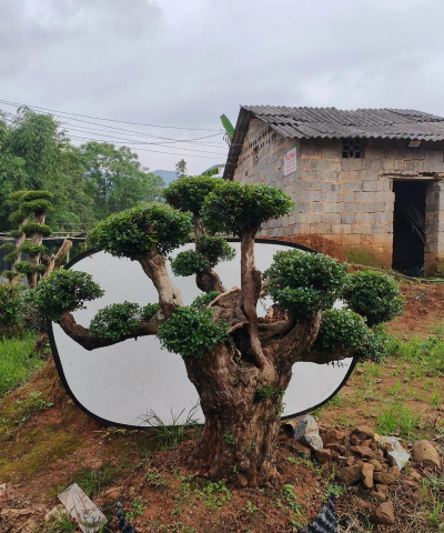 小众送妈妈的花有哪些花