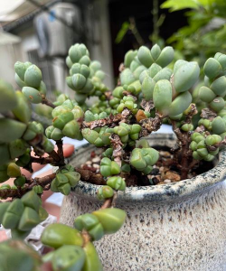 小众送妈妈的花有哪些花