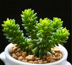 小众送妈妈的花有哪些花