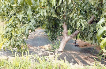 小众送妈妈的花有哪些花