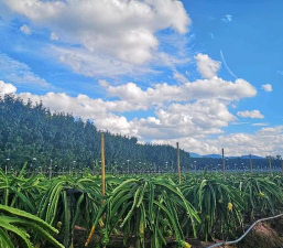 小众送妈妈的花有哪些花