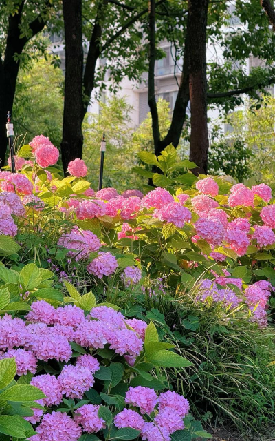 小众送妈妈的花有哪些花