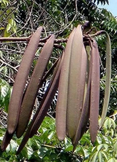 小众送妈妈的花有哪些花