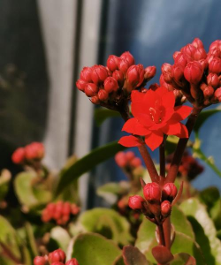 什么花合适冬季开花