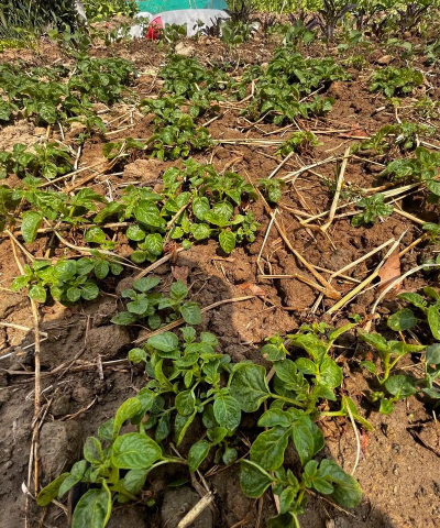 小众送妈妈的花有哪些花