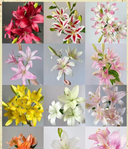 小众送妈妈的花有哪些花