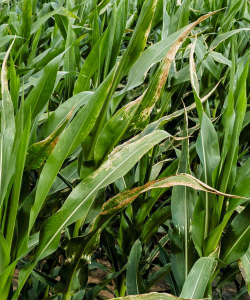 小众送妈妈的花有哪些花