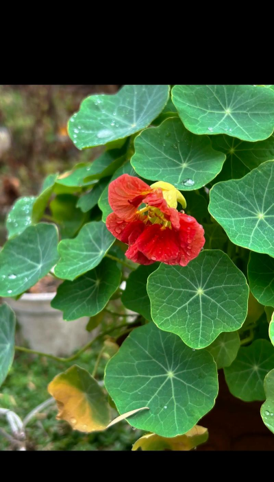 小众送妈妈的花有哪些花