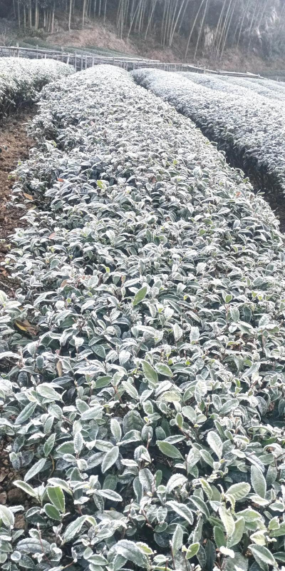 小众送妈妈的花有哪些花