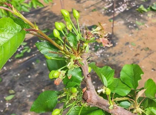 小众送妈妈的花有哪些花