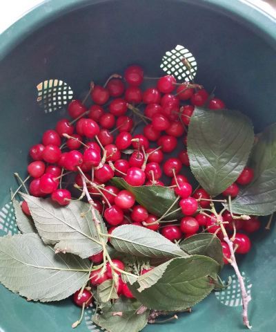 樱桃种在南方几年才可以挂果