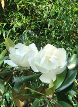 小众送妈妈的花有哪些花