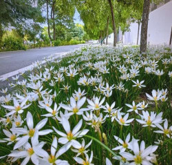小众送妈妈的花有哪些花