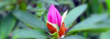 小众送妈妈的花有哪些花