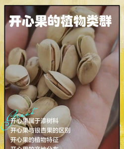 开心果的植物类群