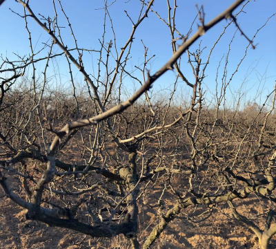 小众送妈妈的花有哪些花