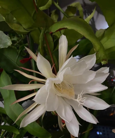 晚上开花的是什么花