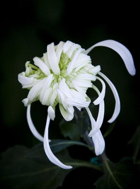 寒秋之魄指的是什么花