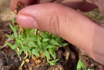 小众送妈妈的花有哪些花