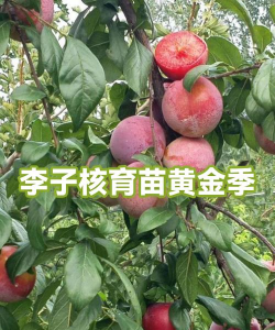 李子怎么种植李子核