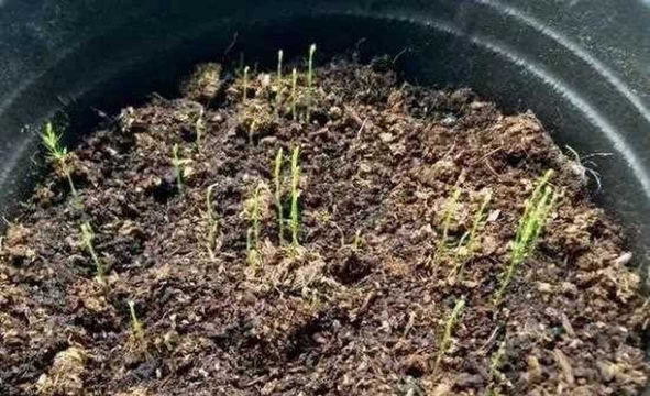 小众送妈妈的花有哪些花