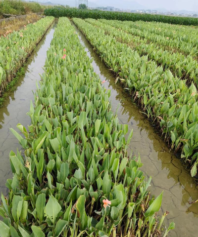 小众送妈妈的花有哪些花